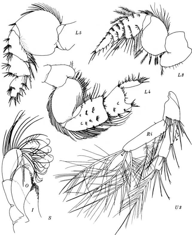FIGURE 10.—Eohaustoriui sencillus J. L. Barnard, female, 4.4 mm, Oregon 1.