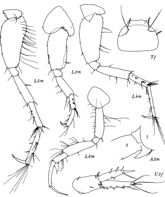 FIGURE 11.—Protomedeia prudens J. L. Barnard, male, 4.5 mm; female, 4.0 mm, Oregon 73.
