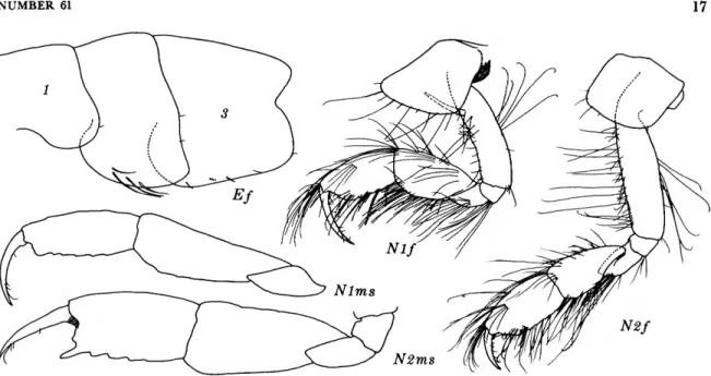 FIGURE 12.—Protomedeia prudens J. L. Barnard, male, 4.5 mm; female, 4.0 mm, Oregon 73.