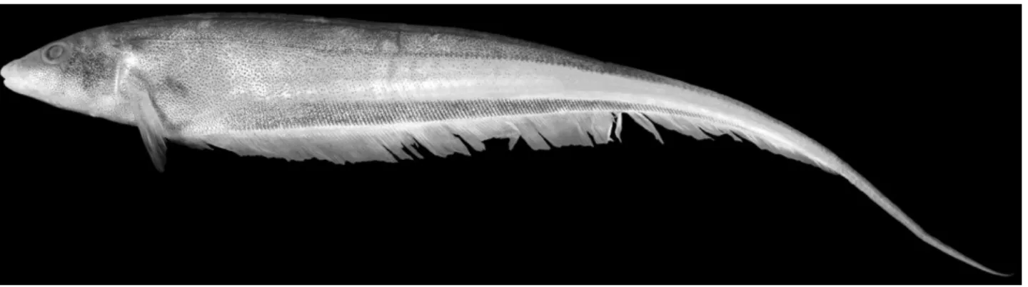 Figure 5. Archolaemus janeae sp. nov., holotype, 160 mm total length, INPA 30832; Brazil, Pará, Rio Iriri, just upriver of its mouth into Rio Xingu, Município de Altamira (03°48 ′ 54 ″ S, 052°37 ′ 09 ″ W).