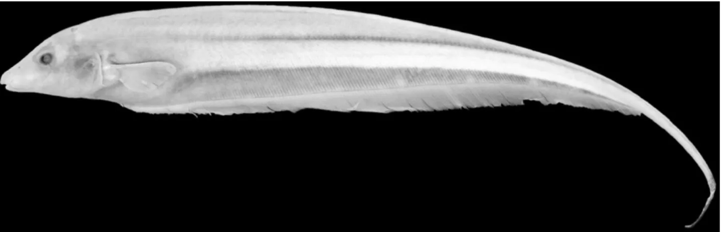 Figure 10. Archolaemus santosi sp. nov., holotype, female, 197 mm total length, INPA 20966; Brazil, Rondônia, Rio Jamari, above site of future Usina Hidroelétrica Samuel (approximately 08°27 ′ S, 063°30 ′ W).