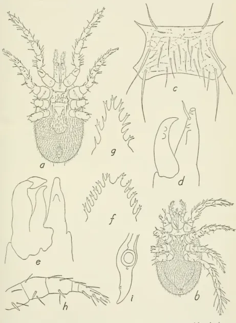 Figure U.—Haemogamasus mandschuricus Vltzthum: a. Ventral view of female; h, ventral view of male; c, sternal shield of female; d, chelicera of female; e, chelicera of male; /, epistome of female; g, epistome of male; h, ventrolateral view of leg II of mal