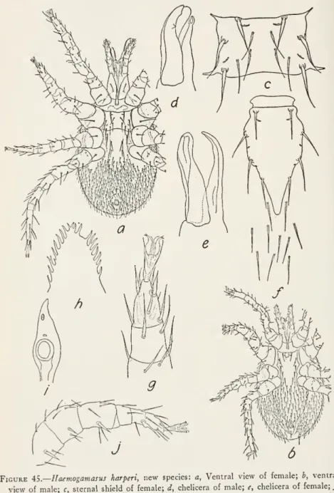 Figure iS.—Haemogamasus harperi, new species: a, Ventral view of female; h, ventral view of male; c, sternal shield of female; d, chelicera of male; e, chelicera of female; /, ventral shield of nymph; g, tarsus of leg II of female; h, epistome of female; i