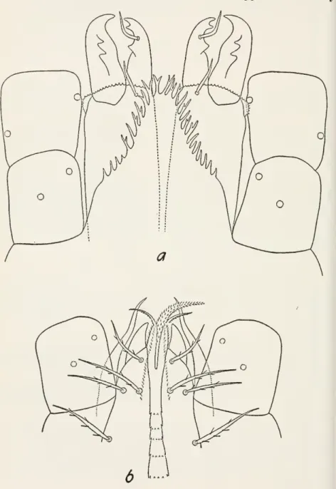 Figure 41.— Taxonomically important mouth parts of the Haemogamasinae: a. Dorsal view of the gnathosoma of a female of Euhaemogamasus ambulans (Thorell) showing epistome and chelicerae; b, ventral view of the gnathosoma of a female of E