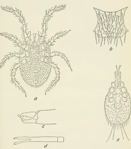 Figure 55.— a-c, Ilameogamasus liheriensis Hirst (after Hirst): a, Ventral view of female;