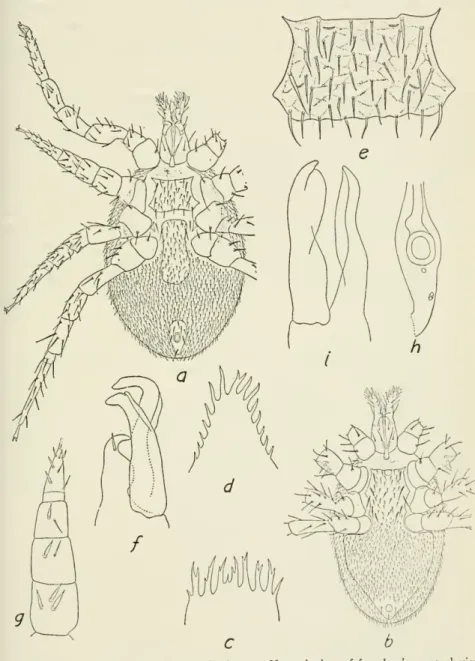 Figure 42.—Haemogamasus hirsutus Berlese: a, Ventral view of female; b, ventral view of male; c, epistome of female; d, epistome of male; e, sternal shield of female;/, chelicera of male; g, ventral view of leg II of male; h, posterior end of peritreme of 