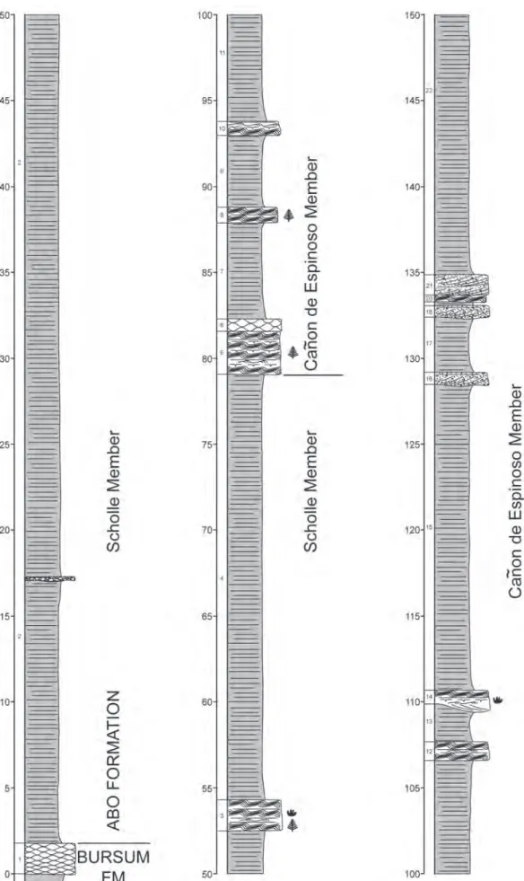 fiGUre 6. measured stratigraphic section of the abo formation at Saddle tank in the southern Caballo mountains