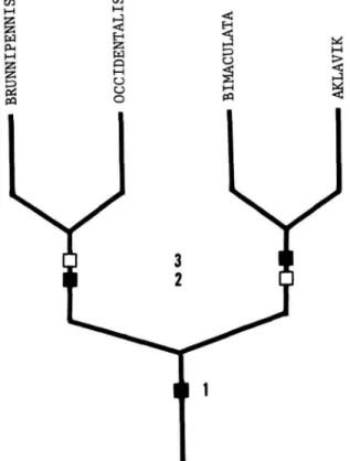 FIGURE 34.—Hypothetical phylogeny for the Nearctic species of the subgenus Lamproscatella, based on the character states outlined in Table 3 (Solid squares = apotypic character states;
