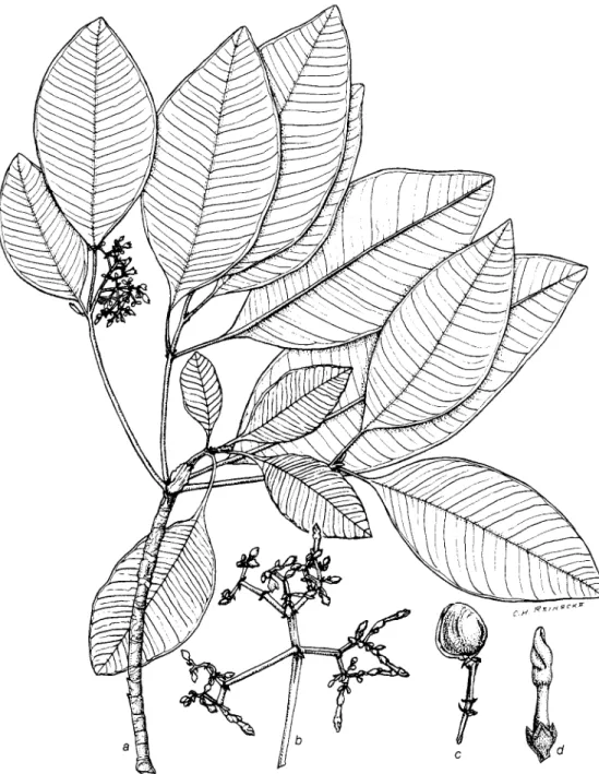 FIGURE  J.--RauvolJia  sachetiae  Fosberg:  a,  habit  (Sachet with  Decker  1885)  X  Y2;  b ,  inflorescence  X  1 ;   c,  young fruit  X  1 ;   d, flower  bud  X  2 
