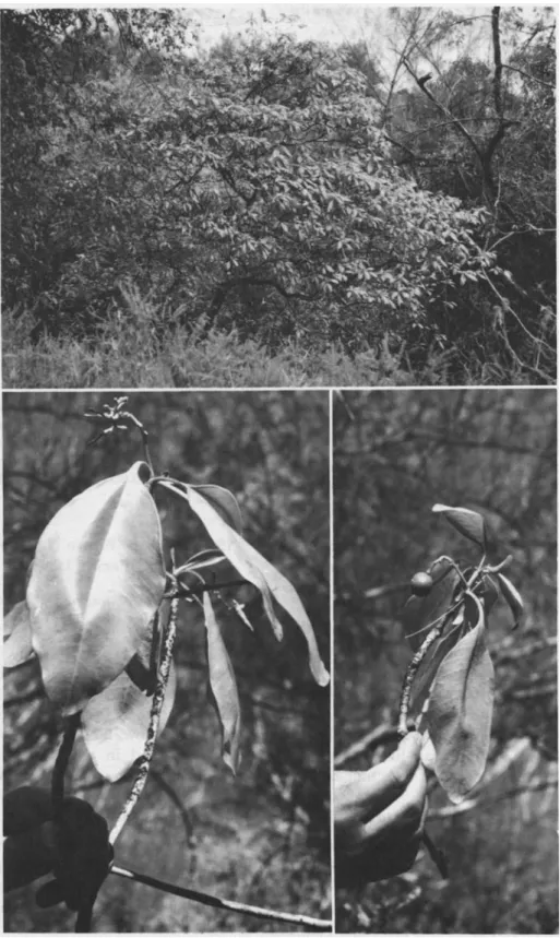 FIGURE  4.-Only tree known of Rauuolfia  sachctiae,  inflorescence, and young fruit. (Photos  by Marie-Helene Sachet) 