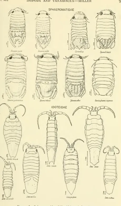 Figure 3. — Sphaeromatid and idoteid isopods from buoys