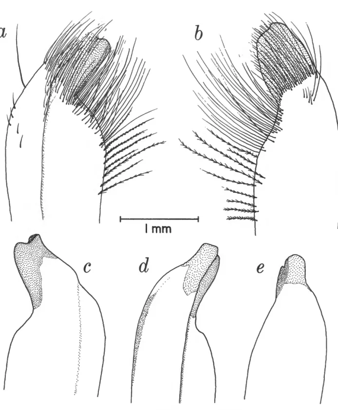FIGURE 7.—Sesarma crassipes, gonopods (from Abele, 1979, fig. 3).