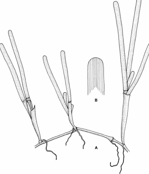 FIGURE 3.—Cymodocea rotundata:  A , habit of plant, X 1.4; B, upper portion of a leaf showing  perpendicular veins, X 4.4