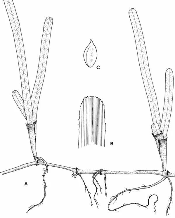FIGURE 5.—Cymodocea serrulata: A, habit of plant, X 1.2; B, upper portion of a leaf showing  serrate tip and perpendicular veins, X 2.2; c, fruit, X 1.8 