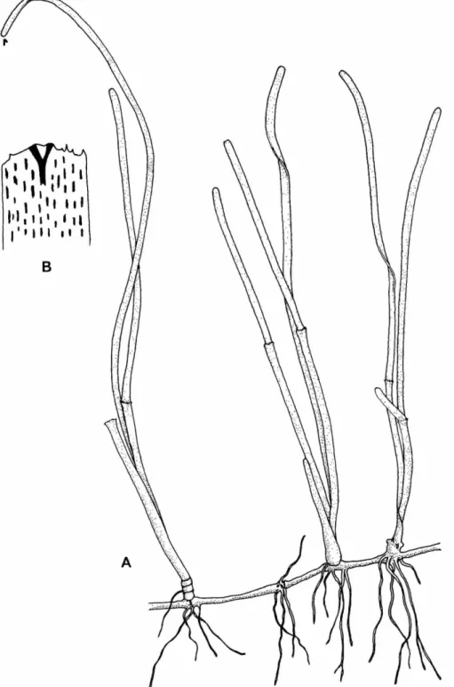 FIGURE 7.—Halodule pinifolia: A, habit of plant, X 2.1; B, upper portion of leaf showing furcate  midrib and irregular teeth at tip, X 28