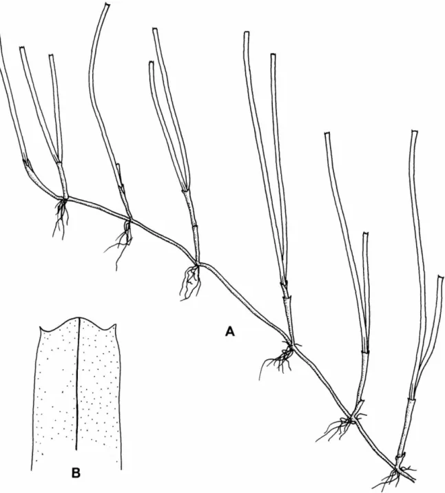 FIGURE 9.—Halodule uninervis: A, habit of plant, X 0.95; B, leaf tip showing two acuminate teeth  and median nerve, X 10.4