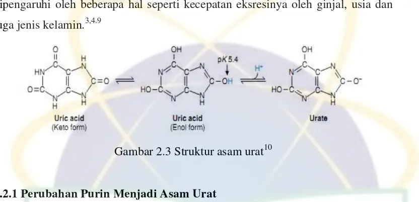 Gambar 2.3 Struktur asam urat10 