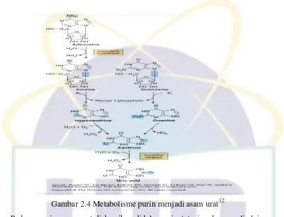 Gambar 2.4 Metabolisme purin menjadi asam urat12 