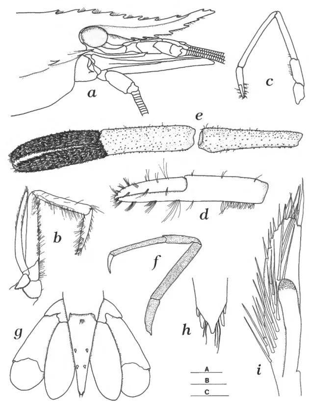 FIGURE 2.—Macrobrachium crebrum, new species: a, anterior region, lateral view; b, right third maxilliped; c, left first pereopod; d, same, chela; e, chela and carpus of left second pereopod;/, left third pereopod; g, telson and uropods; h, posterior end o