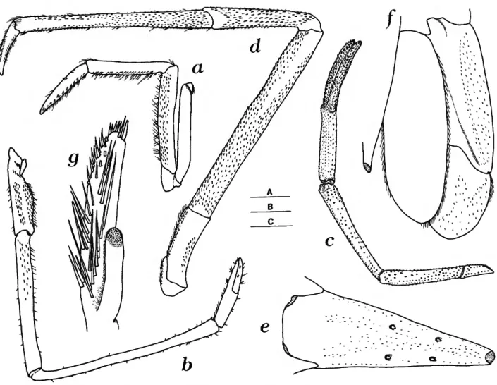 FIGURE 4.—Macrobrachium digilus, new species: a, left third maxilliped; b, left first pcreopod; c, left second pereopod; d, left third pereopod; e, telson;  / , right uropods; g, left appendix masculina (a-f, holotype male, cl 41.9 mm; g, male, cl 29.0 mm,