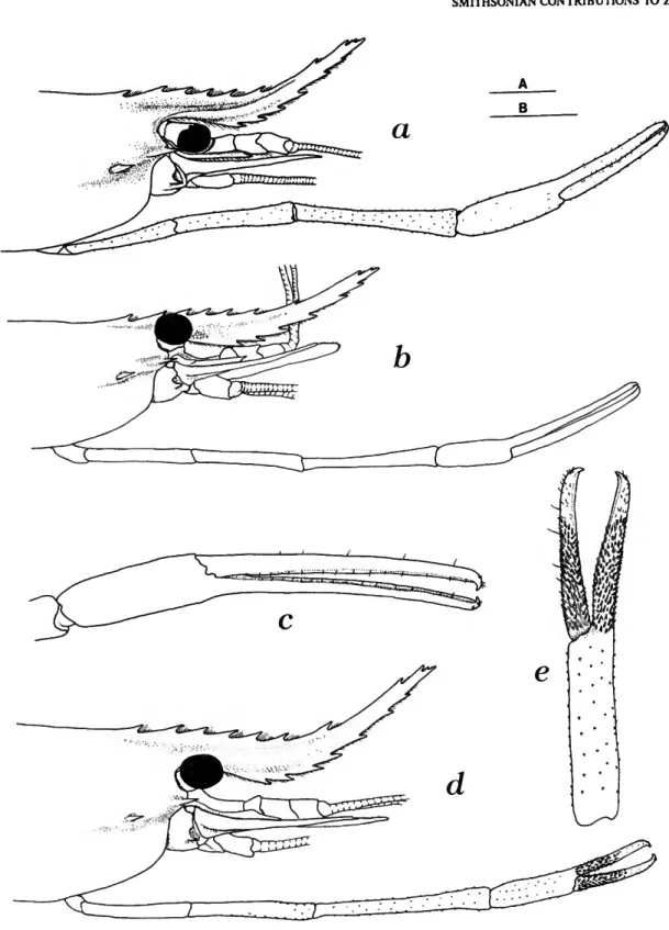 FIGURE 5.—Macrobrachium panamense: a, anterior region and right second pereopod, lateral view; b, anterior region and right second pereopod, lateral view; c, chela of right second pereopod; d, anterior region and right second pereopod, lateral view; e, che