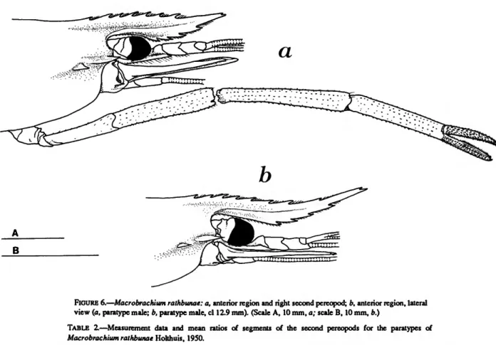 FIGURE 6.—Macrobrachium rathbunae: a, anterior region and right second pereopod; b, anterior region, lateral view (a, paratype male; b, paratype male, cl 12.9 mm)