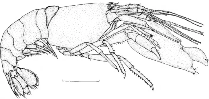FIGURE 7.—Synalpheus recessus, new species, holotype male, cl 7.8 mm, lateral view. (Scale, 5 mm.)