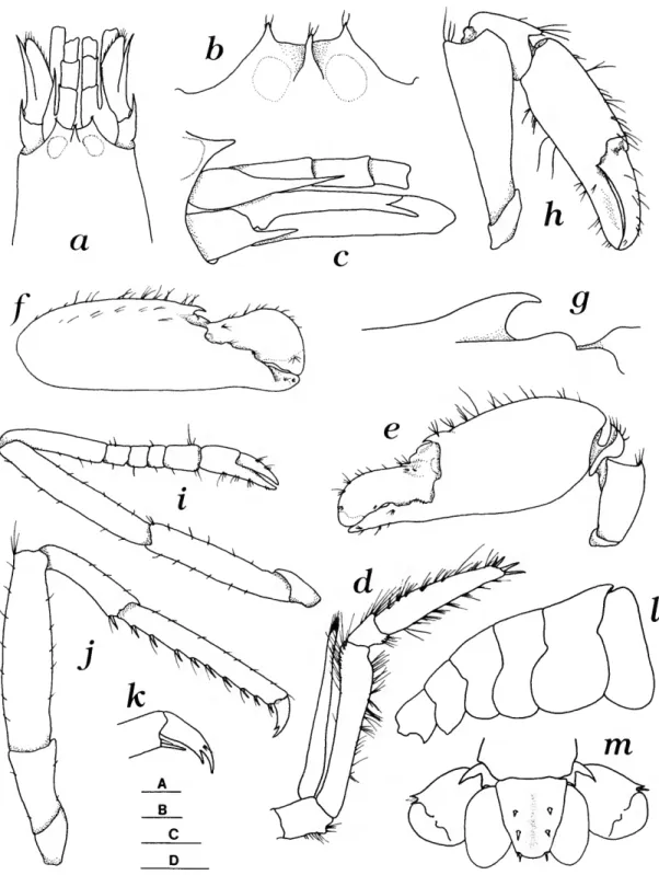 FIGURE 8.—Synalpheus recessus, new species, ovigerous female, cl 5.9 mm, from sta 78: a, anterior region, dorsal view; b, anterior margin of carapace, dorsal view; c, styloceritc and basicerite, lateral view; d, right third maxillipcd; e, left (major) firs