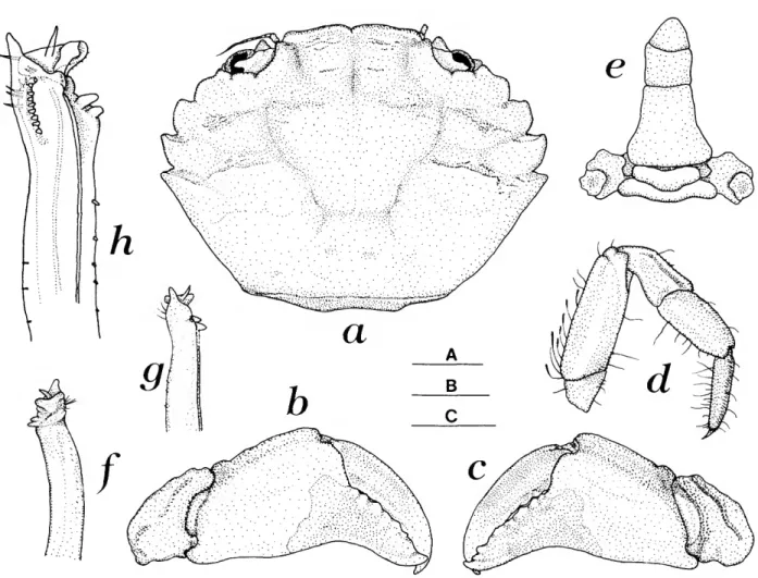 FIGURE 15.—Panopeus gatunensis, new species, holotype male, cb 9.1 mm: a, carapace, dorsal view; b, chela of right first pereopod (cheliped), external view; c, chela of left first pereopod, external view; d, right second pereopod (first walking leg); e, ab