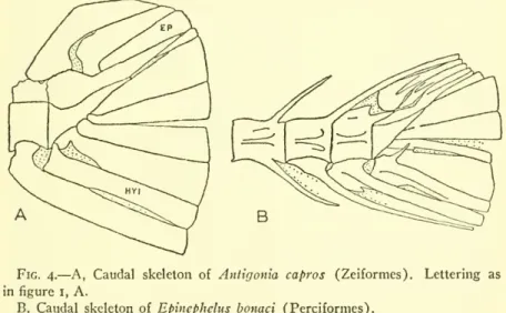 1934, p. 6, fig. 6D) has undergone so much fusion that its component parts are identifiable only with difficulty.
