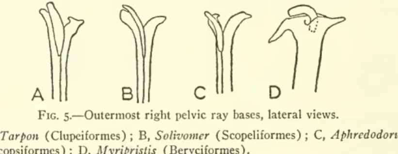 Fig. 5. — Outermost right pelvic ray bases, lateral views.