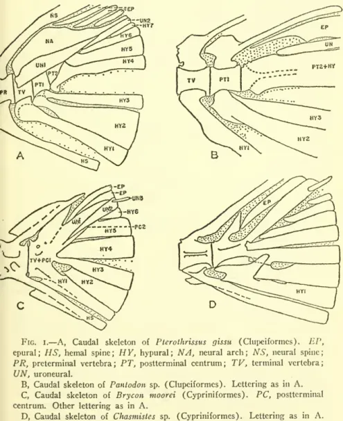 Fig. I. — A, Caudal skeleton of Pterothrissus gissu (Clupeiformes). EP, epural; HS, hemal spine; HY, hypural ; NA, neural arch; NS, neural spine;