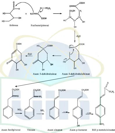 Gambar 2.3 Jalur sikimat untuk menghasilkan etil p-metoksisinamat