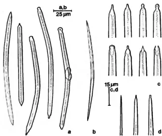 FIGURE 6.—Siphonodictyon coralliphagum, new species, forma obruta: large (a/:) and small (b,d) oxea (and derivatives).