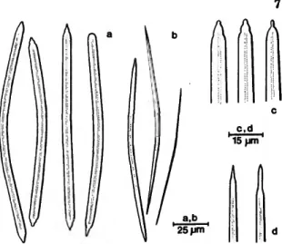 FIGURE 5.—Siphonodictyon coralliphagum, new species (forma typica); large (a/:) and small (b,d) oxea (and derivatives) of the holotype.