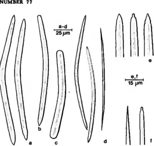 FIGURE 7.—Siphonodictyon coralliphagum, new species, forma tubulosa: large oxea (a,e), style (b), strongyle (c) and small oxea (d, /).