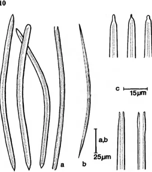 FIGURE 8.—Siphonodictyon coralliphagum, new species, forma incrustans: large (a,c) and small (b) oxea (and derivatives).
