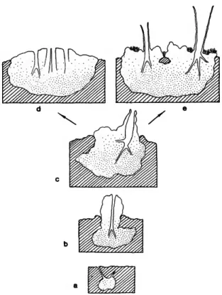 FIGURE 9.—Siphonodictyon coralliphagum, new species. Mor- Mor-phological variation of the forms in hypothetical sequence: