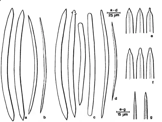 FIGURE 1 .—Siphonodictyon mucosum Bergquist: large (a,e) and small (b) oxea of the Indian Ocean specimen; large oxea and derivatives (c,f) and small oxea (d,g) of the holotype.