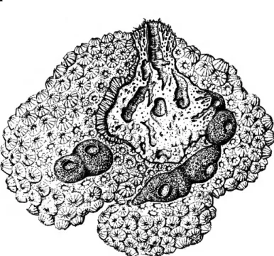 FIGURE 2.—Montastrea annularis infested by Siphonodictyon cachacrouense, new species. Part of the coral is removed to show the internal structure of the sponge (0.6 