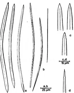 FIGURE 3.—Siphonodictyon cachacrouense, new species: large (a,c) and small (b,d) oxea of the holotype.
