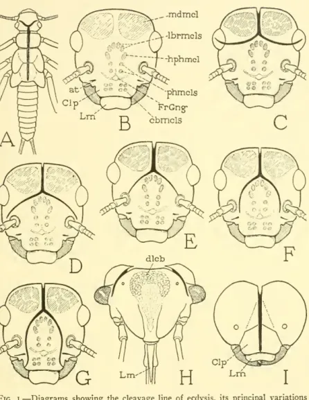 Fig. I. — Diagrams showing the cleavage line of ecdysis, its principal variations on the head, and the relation of the frontal arms to the head muscles.