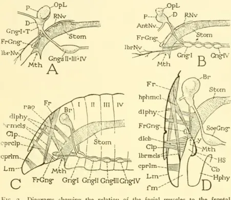 Fig. 2. — Diagrams showing the relation of the facial muscles to the frontal ganglion in the definitive structure, and in a theoretically primitive state.