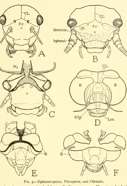 Fig. 3. — Ephemeroptera, Plecoptera, and Odonata.