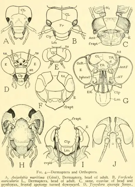 Fig. 4. — Dermaptera and Orthoptera.