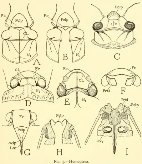 Fig. 5. — Homoptera.