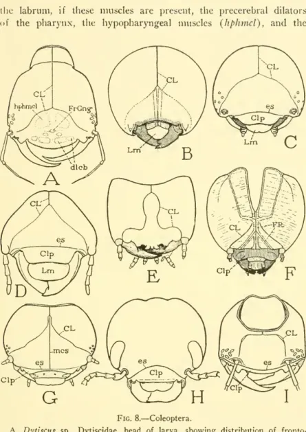 Fig. 8. — Coleoptera.