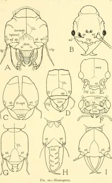 Fig. 10. — Neuroptera.