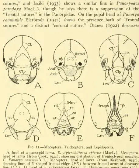 Fig. II. — Mecoptera, Trichoptera, and Lepidoptera.