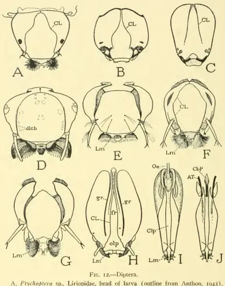 Fig. 12. — Diptera.